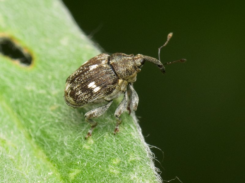 Mogulones cynoglossi (Frauenfeld, 1866)